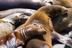 Group of California Sea Lions Sun Bathing on the Floating Docks in San Francisco-wollertz-Photographic Print