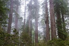 Redwood Trees-wollertz-Photographic Print