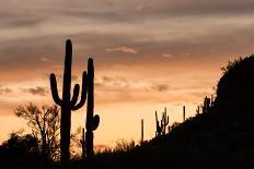 Blooming Desert Cactus-wollertz-Framed Photographic Print