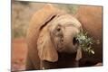 Photographic Print