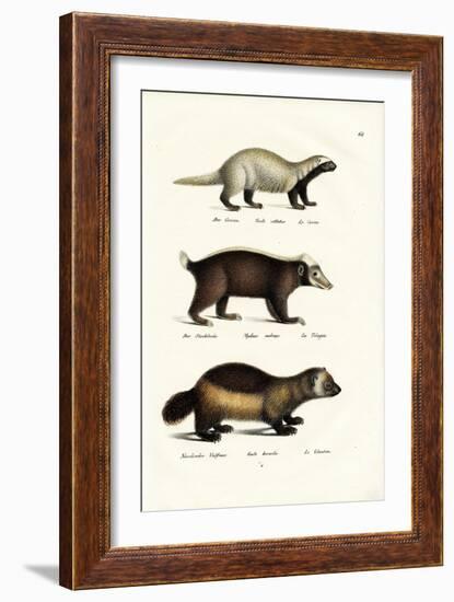 Wolverine, 1824-Karl Joseph Brodtmann-Framed Giclee Print