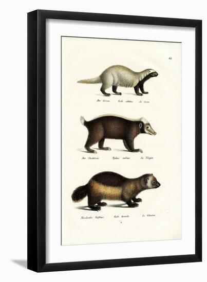 Wolverine, 1824-Karl Joseph Brodtmann-Framed Giclee Print