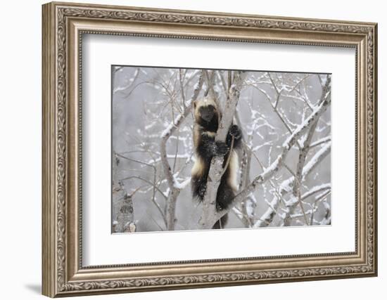 Wolverine (Gulo Gulo) Climbing Tree-Igor Shpilenok-Framed Photographic Print