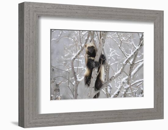 Wolverine (Gulo Gulo) Climbing Tree-Igor Shpilenok-Framed Photographic Print