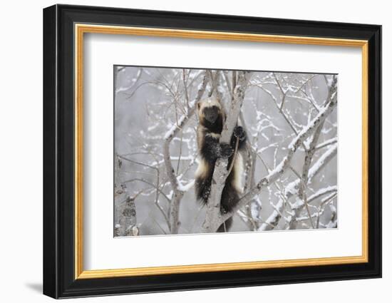Wolverine (Gulo Gulo) Climbing Tree-Igor Shpilenok-Framed Photographic Print