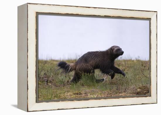 Wolverine (Gulo Gulo), Kuhmo, Finland, Scandinavia, Europe-Sergio Pitamitz-Framed Premier Image Canvas