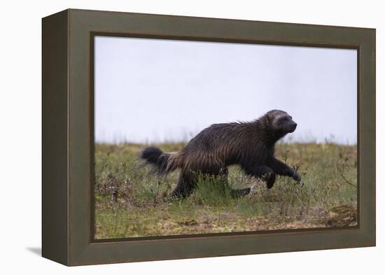 Wolverine (Gulo Gulo), Kuhmo, Finland, Scandinavia, Europe-Sergio Pitamitz-Framed Premier Image Canvas