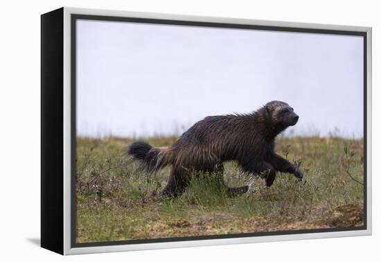 Wolverine (Gulo Gulo), Kuhmo, Finland, Scandinavia, Europe-Sergio Pitamitz-Framed Premier Image Canvas