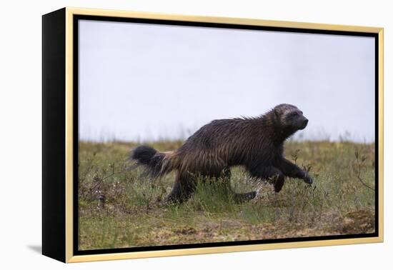 Wolverine (Gulo Gulo), Kuhmo, Finland, Scandinavia, Europe-Sergio Pitamitz-Framed Premier Image Canvas