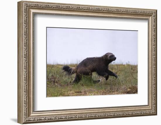 Wolverine (Gulo Gulo), Kuhmo, Finland, Scandinavia, Europe-Sergio Pitamitz-Framed Photographic Print