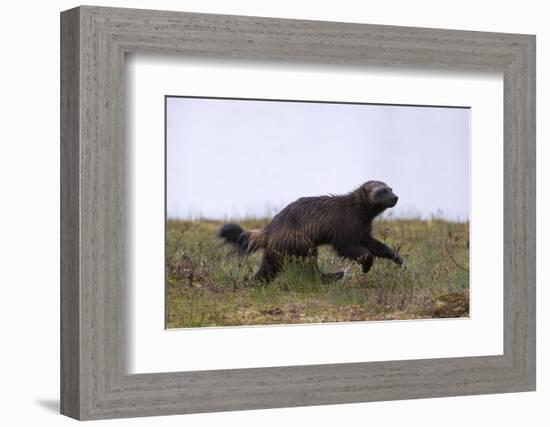 Wolverine (Gulo Gulo), Kuhmo, Finland, Scandinavia, Europe-Sergio Pitamitz-Framed Photographic Print