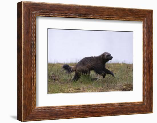 Wolverine (Gulo Gulo), Kuhmo, Finland, Scandinavia, Europe-Sergio Pitamitz-Framed Photographic Print