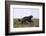 Wolverine (Gulo Gulo), Kuhmo, Finland, Scandinavia, Europe-Sergio Pitamitz-Framed Photographic Print