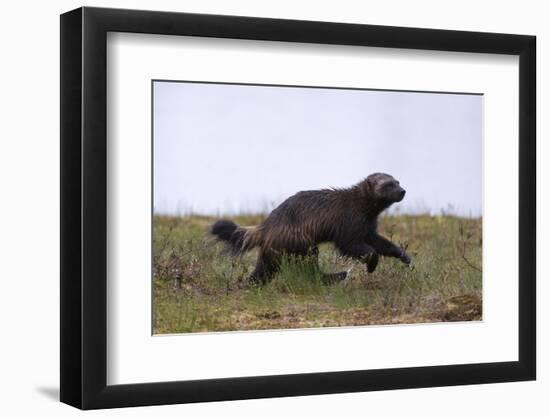 Wolverine (Gulo Gulo), Kuhmo, Finland, Scandinavia, Europe-Sergio Pitamitz-Framed Photographic Print