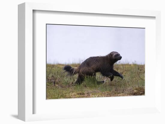 Wolverine (Gulo Gulo), Kuhmo, Finland, Scandinavia, Europe-Sergio Pitamitz-Framed Photographic Print