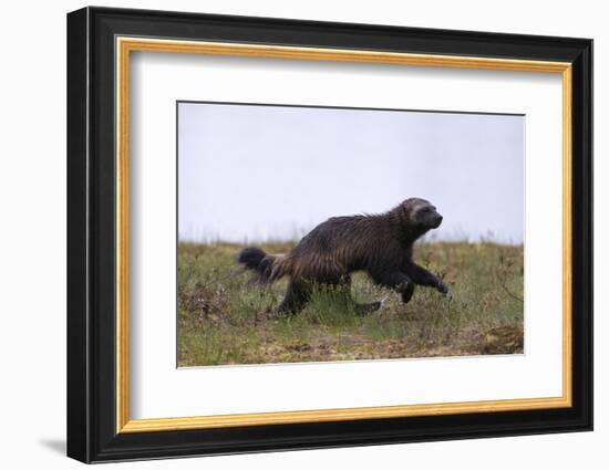 Wolverine (Gulo Gulo), Kuhmo, Finland, Scandinavia, Europe-Sergio Pitamitz-Framed Photographic Print