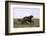 Wolverine (Gulo Gulo), Kuhmo, Finland, Scandinavia, Europe-Sergio Pitamitz-Framed Photographic Print