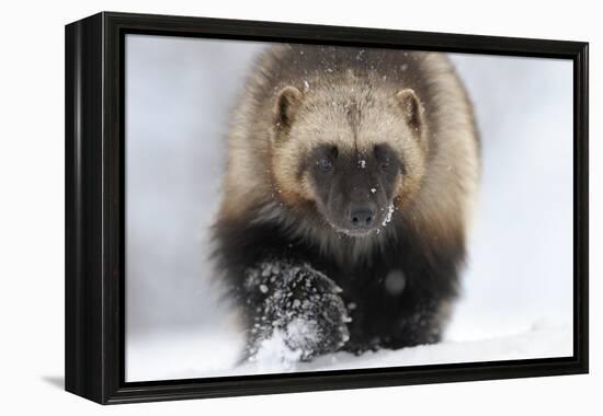 Wolverine (Gulo Gulo) Portrait-Igor Shpilenok-Framed Premier Image Canvas