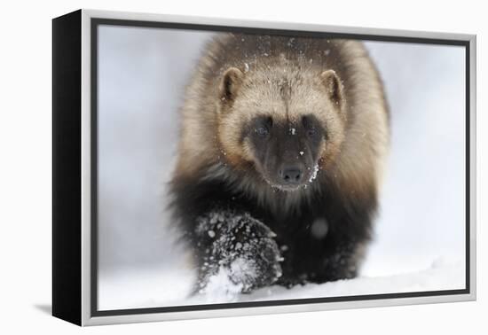 Wolverine (Gulo Gulo) Portrait-Igor Shpilenok-Framed Premier Image Canvas