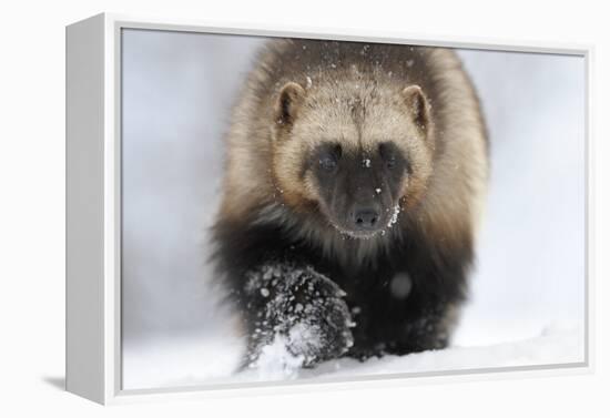 Wolverine (Gulo Gulo) Portrait-Igor Shpilenok-Framed Premier Image Canvas