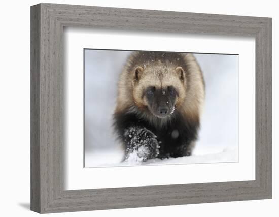 Wolverine (Gulo Gulo) Portrait-Igor Shpilenok-Framed Photographic Print