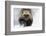 Wolverine (Gulo Gulo) Portrait-Igor Shpilenok-Framed Photographic Print