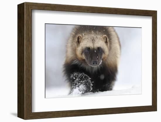 Wolverine (Gulo Gulo) Portrait-Igor Shpilenok-Framed Photographic Print