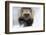 Wolverine (Gulo Gulo) Portrait-Igor Shpilenok-Framed Photographic Print