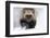 Wolverine (Gulo Gulo) Portrait-Igor Shpilenok-Framed Photographic Print