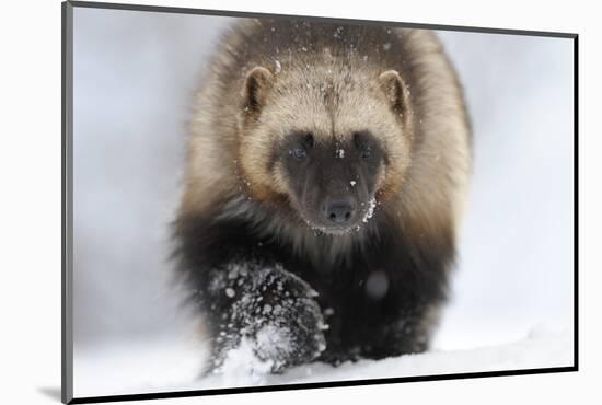 Wolverine (Gulo Gulo) Portrait-Igor Shpilenok-Mounted Photographic Print