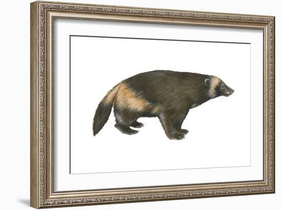 Wolverine (Gulo Gulo), Weasel, Mammals-Encyclopaedia Britannica-Framed Art Print