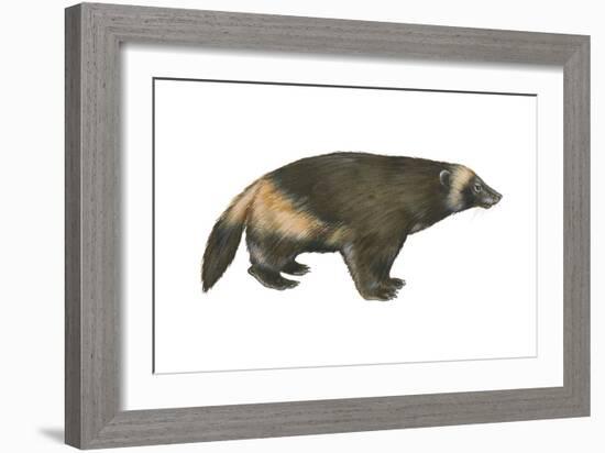 Wolverine (Gulo Gulo), Weasel, Mammals-Encyclopaedia Britannica-Framed Art Print