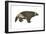 Wolverine (Gulo Gulo), Weasel, Mammals-Encyclopaedia Britannica-Framed Art Print