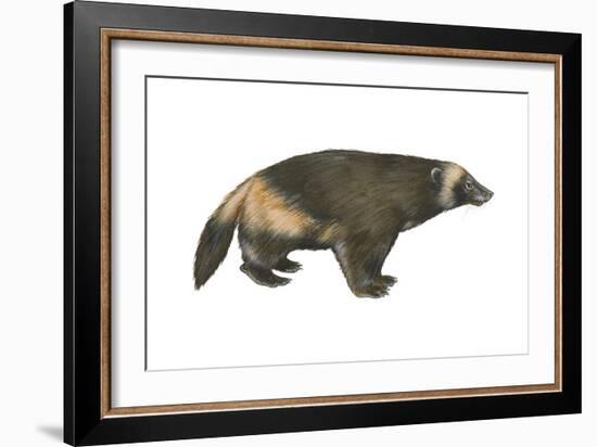 Wolverine (Gulo Gulo), Weasel, Mammals-Encyclopaedia Britannica-Framed Art Print