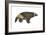 Wolverine (Gulo Gulo), Weasel, Mammals-Encyclopaedia Britannica-Framed Art Print