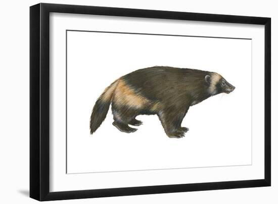 Wolverine (Gulo Gulo), Weasel, Mammals-Encyclopaedia Britannica-Framed Art Print