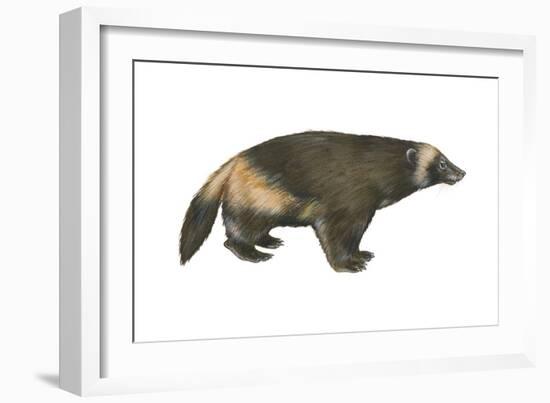 Wolverine (Gulo Gulo), Weasel, Mammals-Encyclopaedia Britannica-Framed Art Print