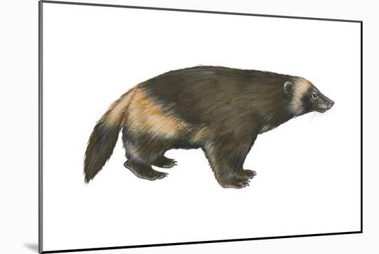 Wolverine (Gulo Gulo), Weasel, Mammals-Encyclopaedia Britannica-Mounted Art Print