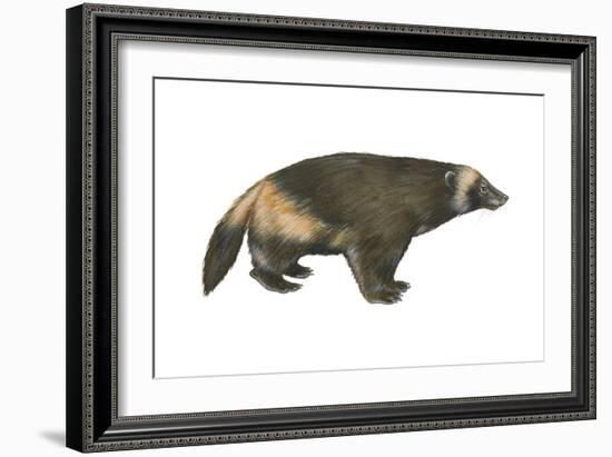 Wolverine (Gulo Gulo), Weasel, Mammals-Encyclopaedia Britannica-Framed Art Print