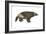 Wolverine (Gulo Gulo), Weasel, Mammals-Encyclopaedia Britannica-Framed Art Print