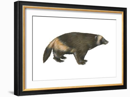 Wolverine (Gulo Gulo), Weasel, Mammals-Encyclopaedia Britannica-Framed Art Print