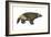 Wolverine (Gulo Gulo), Weasel, Mammals-Encyclopaedia Britannica-Framed Art Print