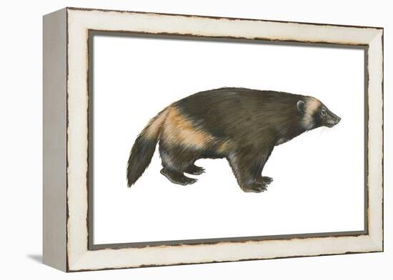 Wolverine (Gulo Gulo), Weasel, Mammals-Encyclopaedia Britannica-Framed Stretched Canvas