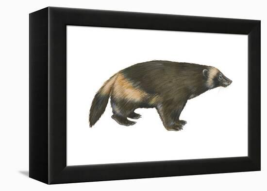 Wolverine (Gulo Gulo), Weasel, Mammals-Encyclopaedia Britannica-Framed Stretched Canvas