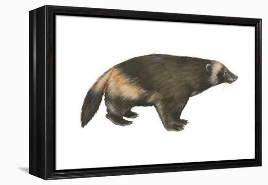 Wolverine (Gulo Gulo), Weasel, Mammals-Encyclopaedia Britannica-Framed Stretched Canvas