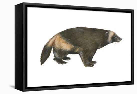 Wolverine (Gulo Gulo), Weasel, Mammals-Encyclopaedia Britannica-Framed Stretched Canvas