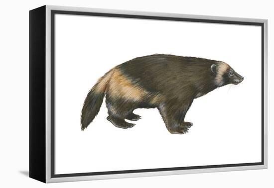 Wolverine (Gulo Gulo), Weasel, Mammals-Encyclopaedia Britannica-Framed Stretched Canvas