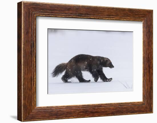 Wolverine walking through snow covered clearing, Finland-Jussi Murtosaari-Framed Photographic Print