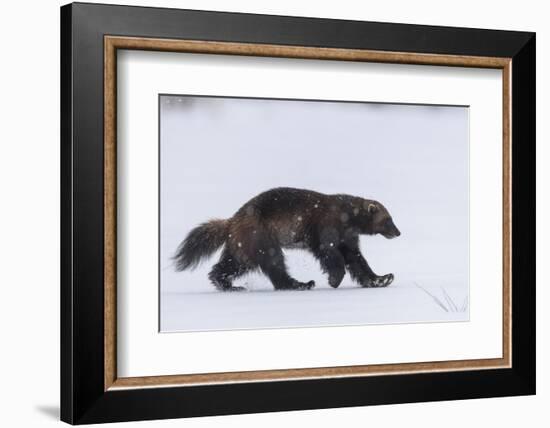 Wolverine walking through snow covered clearing, Finland-Jussi Murtosaari-Framed Photographic Print