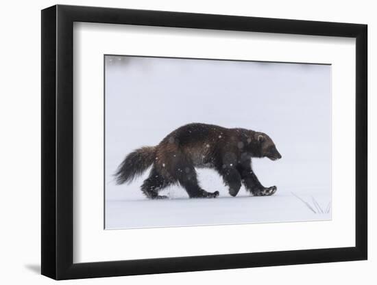 Wolverine walking through snow covered clearing, Finland-Jussi Murtosaari-Framed Photographic Print